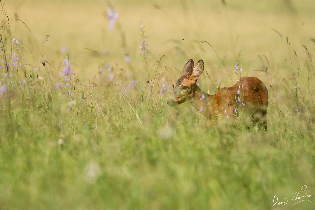 Chevrette dans une prairie en fleur